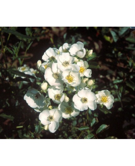 Rosa luciae - Rosaceae - Rosier