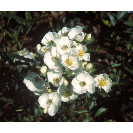 Rosa luciae - Rosaceae - Rosier