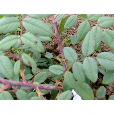 Rosa macrophylla - Rosaceae - Rosier