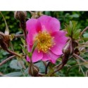 Rosa macrophylla - Rosaceae - Rosier