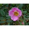 Rosa macrophylla - Rosaceae - Rosier