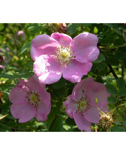 Rosa majalis - Rosaceae - rosier