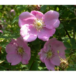 Rosa majalis - Rosaceae - rosier