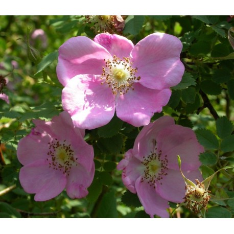 Rosa majalis - Rosaceae - rosier