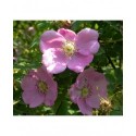 Rosa majalis - Rosaceae - rosier
