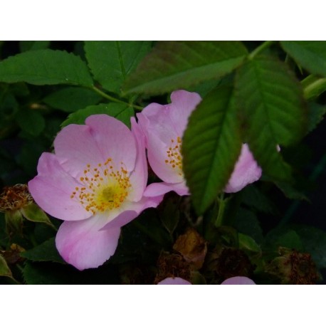Rosa mollis - Rosaceae - rosier