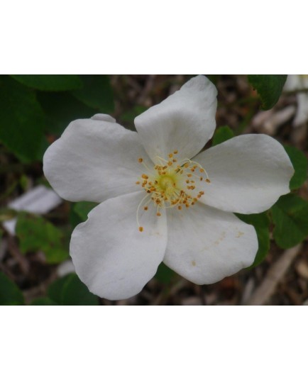 Rosa moschata var. umbrella - Rosaceae - rosier