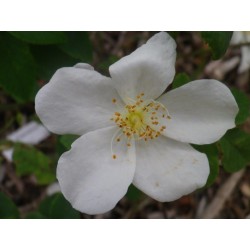 Rosa moschata var. umbrella - Rosaceae - rosier