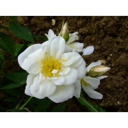 Rosa moschata plena- Rosaceae - Rosier