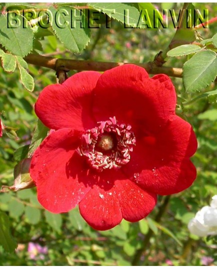 Rosa moyesii 'Geranium' - Rosaceae - rosier