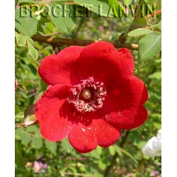 Rosa moyesii 'Geranium' - Rosaceae - rosier