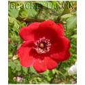 Rosa moyesii 'Geranium' - Rosaceae - rosier