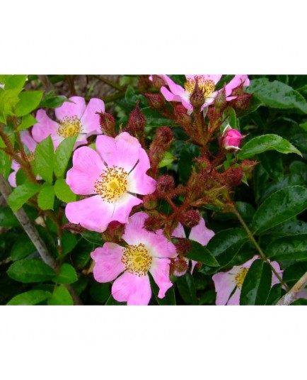 Rosa multiflora var.adenochaeta - Rosaceae - rosier
