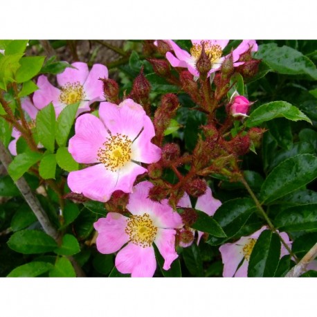 Rosa multiflora var.adenochaeta - Rosaceae - rosier