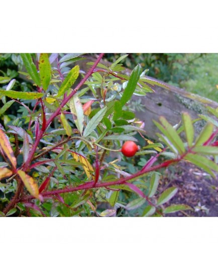 Rosa nitida 'Kebu' - Rosaceae - rosier