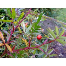 Rosa nitida 'Kebu' - Rosaceae - rosier