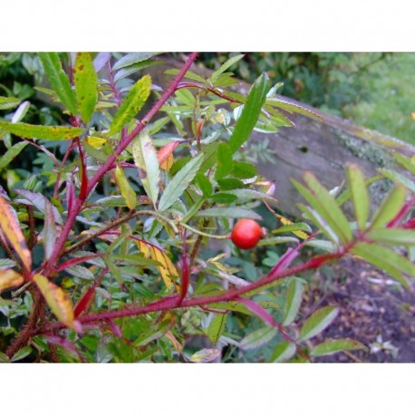 Rosa nitida 'Kebu' - Rosaceae - rosier