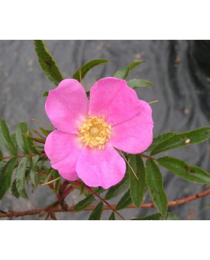 Rosa nitida - Rosaceae - rosier