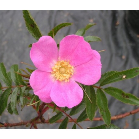 Rosa nitida - Rosaceae - rosier