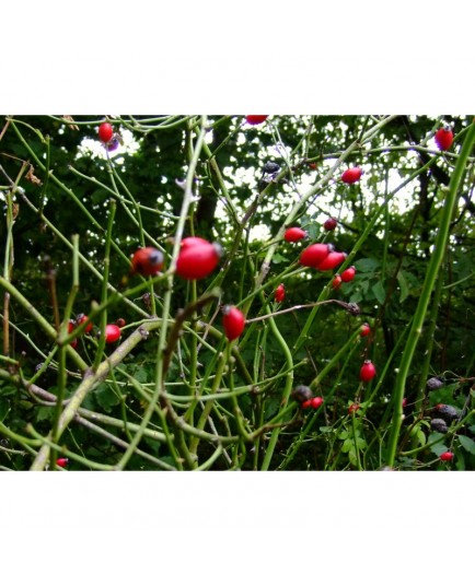 Rosa obtusifolia - Rosaceae - Rosier