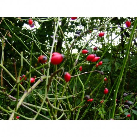 Rosa obtusifolia - Rosaceae - Rosier