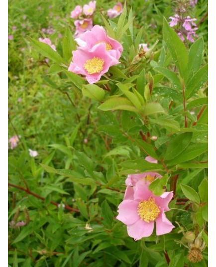 Rosa palustris - Rosaceae - Rosier des marais