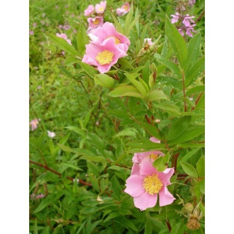 Rosa palustris - Rosaceae - Rosier des marais