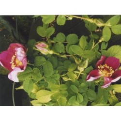Rosa spinosissima rubra - Rosaceae - Rosier