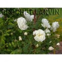 Rosa spinosissima 'Double White' - Rosaceae - rosier