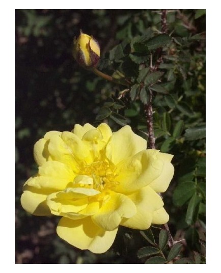 Rosa spinosissima 'Double Yellow' - Rosaceae – Rosier