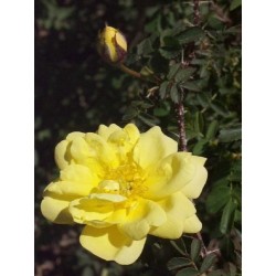 Rosa spinosissima 'Double Yellow' - Rosaceae – Rosier