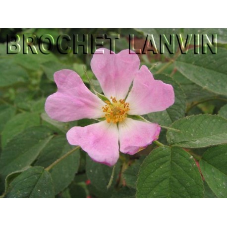 Rosa pomifera - Rosaceae - Rosier