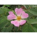 Rosa pomifera - Rosaceae - Rosier