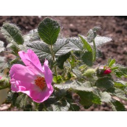 Rosa pulverulenta - Rosaceae - Rosier