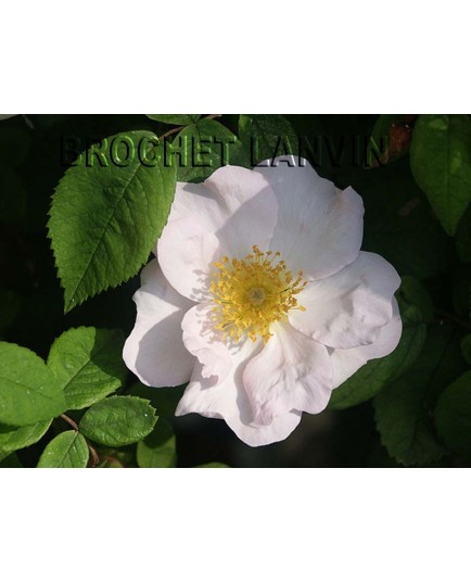 Rosa richardii - Rosaceae - Rose d'abyssinie, rosier de Saint Jean