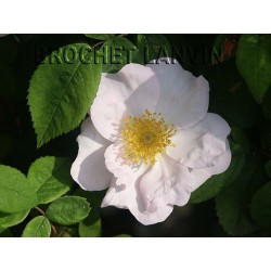 Rosa richardii - Rosaceae - Rose d'abyssinie, rosier de Saint Jean