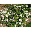 Rosa richardii - Rosaceae - Rose d'abyssinie, rosier de Saint Jean
