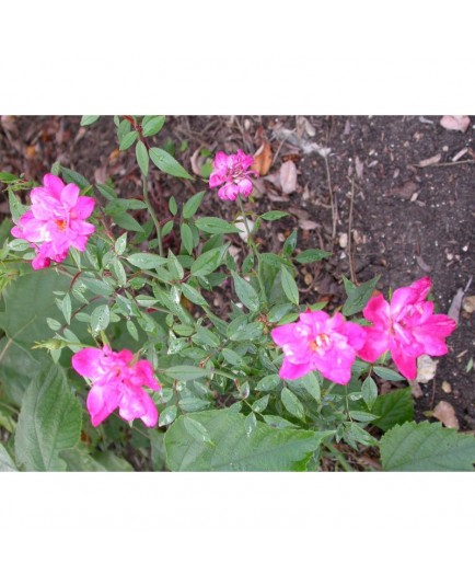 Rosa chinensis var minima - Rosaceae - Rosier