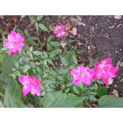 Rosa chinensis var minima - Rosaceae - Rosier