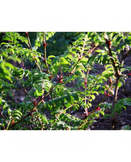 Rosa hirtula - Rosaceae - Rosier