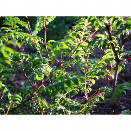 Rosa hirtula - Rosaceae - Rosier