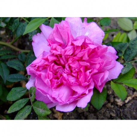 Rosa roxburghii - Rosaceae - Rosier
