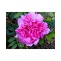 Rosa roxburghii - Rosaceae - Rosier