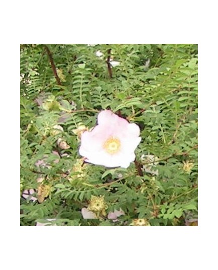 Rosa roxburghii f.normalis - Rosaceae - Rosier châtaigne