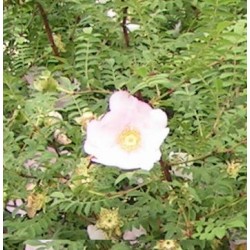 Rosa roxburghii f.normalis - Rosaceae - Rosier châtaigne