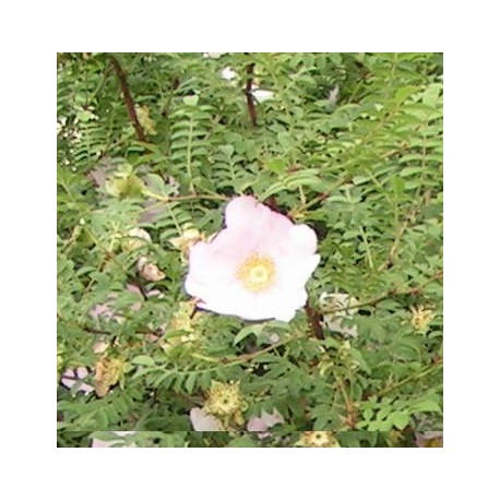 Rosa roxburghii f.normalis - Rosaceae - Rosier châtaigne