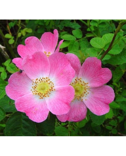 Rosa rubiginosa - Rosaceae - Rosier rouillé, rosier à odeur de pomme reinette