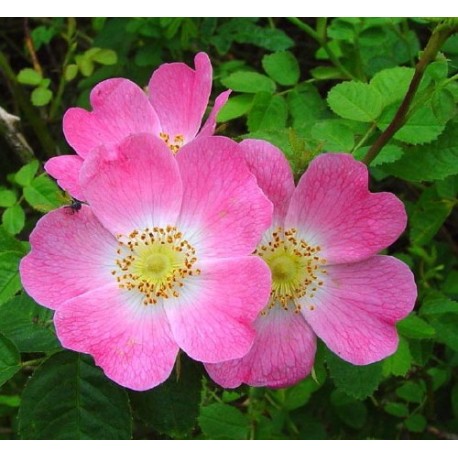 Rosa rubiginosa - Rosaceae - Rosier rouillé, rosier à odeur de pomme reinette
