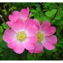 Rosa rubiginosa - Rosaceae - Rosier rouillé, rosier à odeur de pomme reinette