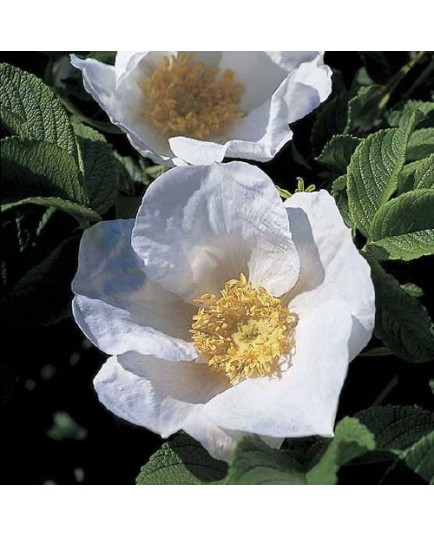 Rosa rugosa f.alba - Rosaceae - Rosier